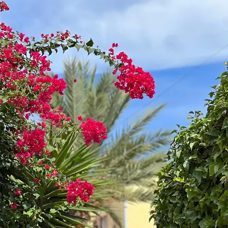 فيلة Casa Schaik البير